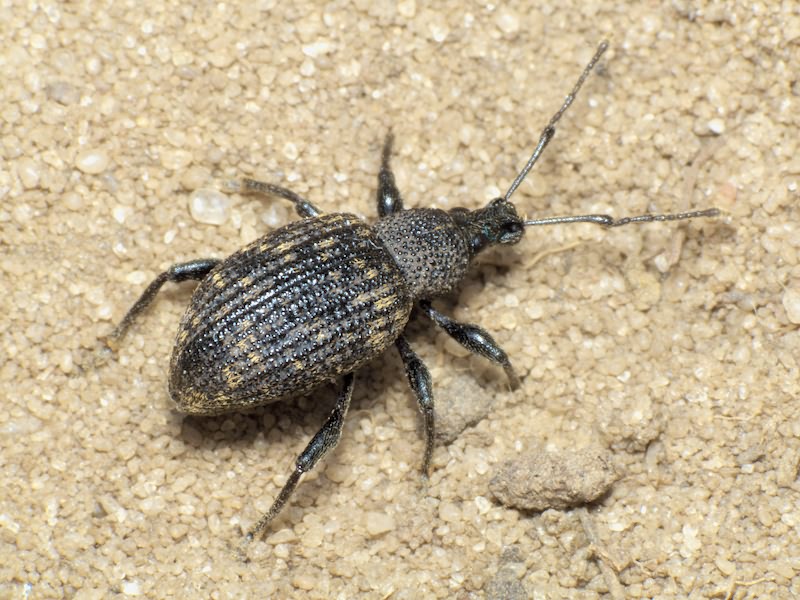 Otiorhynchus sulcatus (Fabricius, 1775)